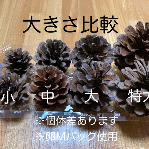 送料無料】北海道産まつぼっくり 大10個☆お正月飾りやリース作りに
