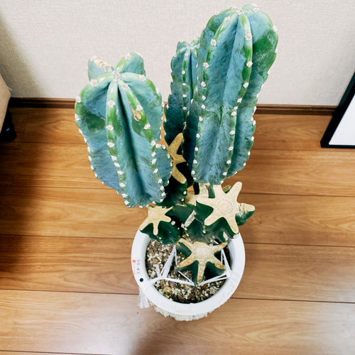 現品］ 柱サボテン 8号 鬼面角 ブランチ 胴切り 観葉植物