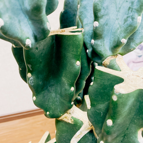 現品］ 柱サボテン 8号 鬼面角 ブランチ 胴切り 観葉植物