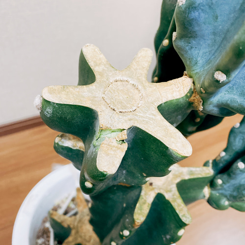 ［現品］☆人気☆ 16番　柱サボテン　鬼面角 ブランチ　8号　観葉植物　大型 在庫］柱サボテン 鬼面角 ブランチ 8号 観葉植物 室内 棘無し