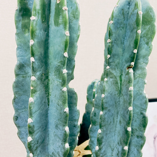 現品］ 柱サボテン 8号 鬼面角 ブランチ 胴切り 観葉植物