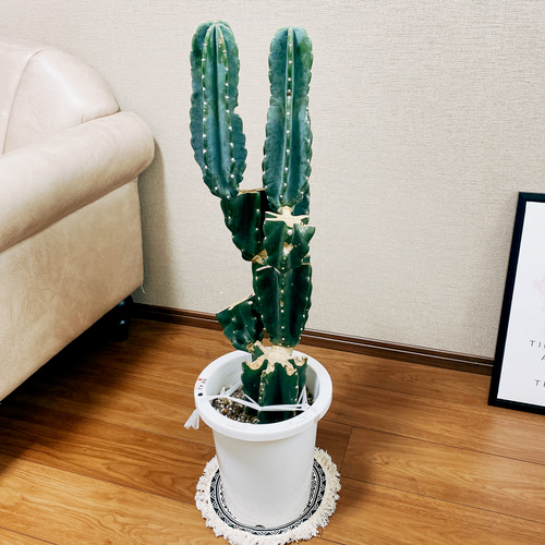 現品］ 柱サボテン 8号 鬼面角 ブランチ 胴切り 観葉植物