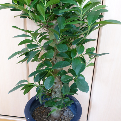 珍しい◎ ガジュマル 朴 仕立て 観葉植物 室内 〈フィカス