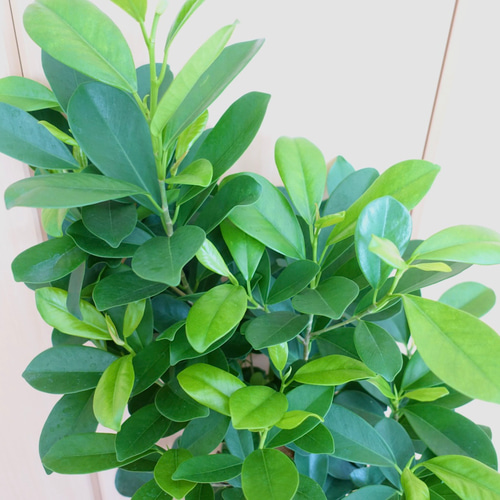 観葉植物 ファカスベンジャミン 大型 ファカス ガジュマル シェフレラ