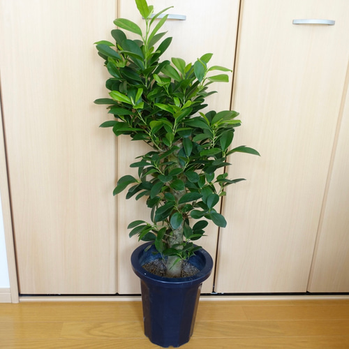 珍しい◎ ガジュマル 朴 仕立て 観葉植物 室内 〈フィカス