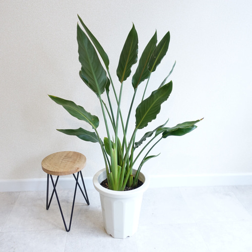 極楽鳥科 ストレチア レギネ 観葉植物 室内 地植え 〈オーガスタ