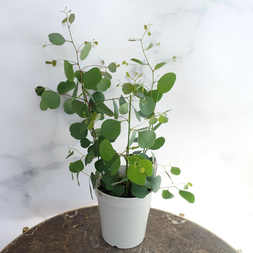 丸葉♡ ユーカリ ポポラス 苗 苗木 鉢 5号 〈アカシア ミモザ オリーブ