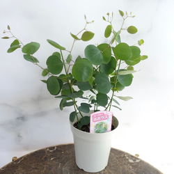 ✥ ミツバハマゴウ ✥ ユーカリポポラス ✥ ロシアンオリーブ ✥ フレッシュ ✥ ミツバハマゴウ ✥ ユーカリポポラス ✥ ロシアンオリーブ