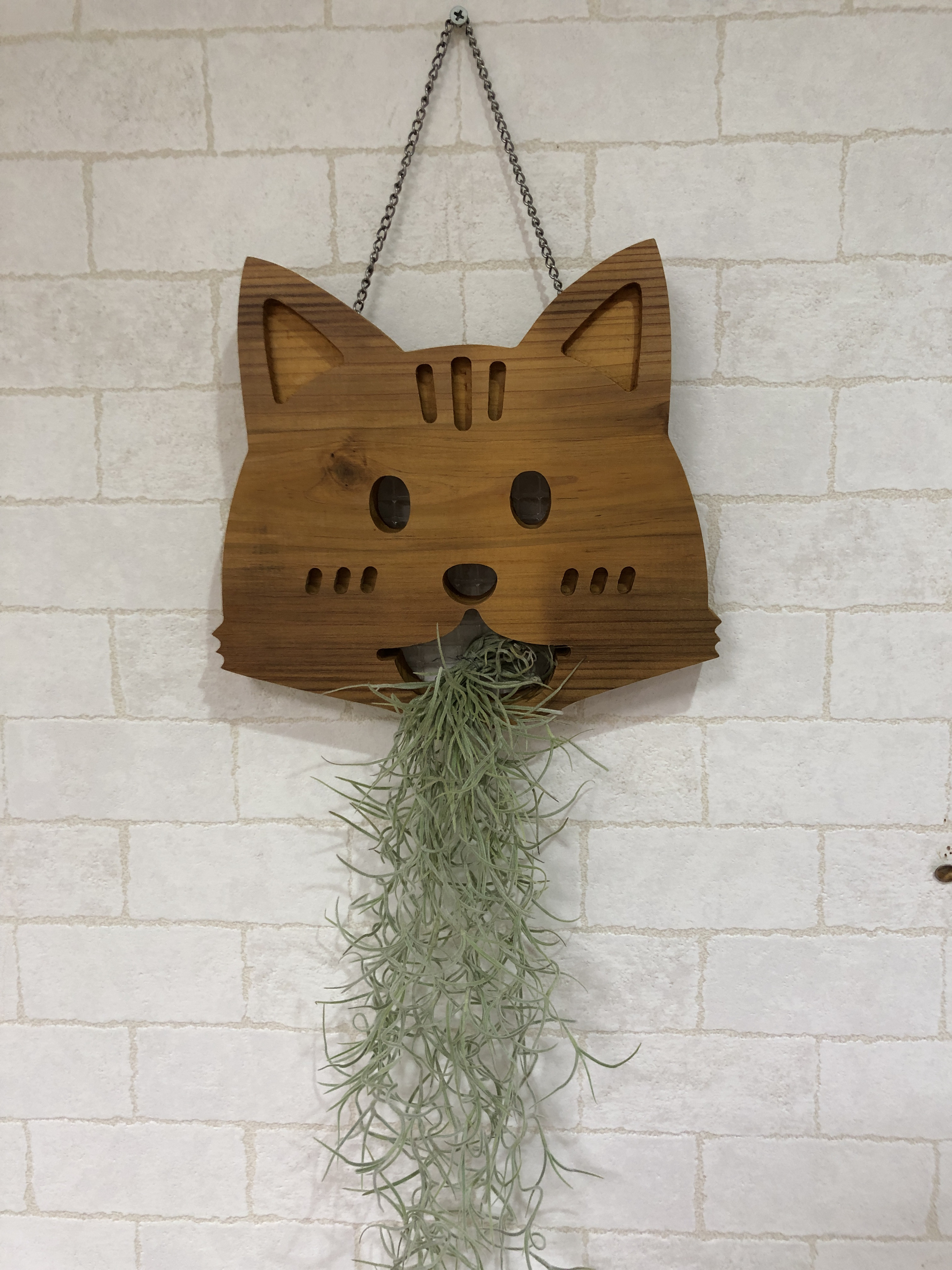 エアープランツandネコちゃん板付き