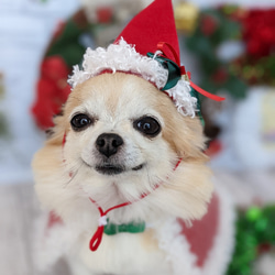 受注　クリスマスマント③赤（Ｌ）　コスプレ　超小型犬　猫用 2枚目の画像