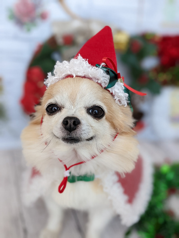 受注　クリスマスマント③赤（Ｌ）　コスプレ　超小型犬　猫用 2枚目の画像