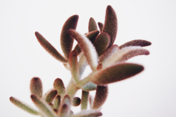 温かみのあるモフモフ感が冬にピッタリ「カランコエ シナモン」　デスクトップにちょうどいい多肉植物 3枚目の画像