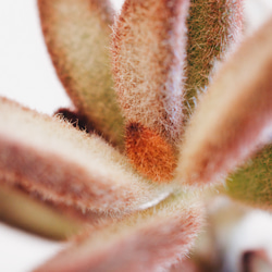 温かみのあるモフモフ感が冬にピッタリ「カランコエ シナモン」　デスクトップにちょうどいい多肉植物 4枚目の画像