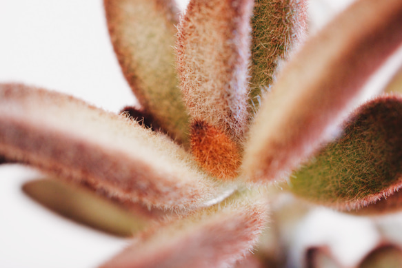 温かみのあるモフモフ感が冬にピッタリ「カランコエ シナモン」　デスクトップにちょうどいい多肉植物 4枚目の画像