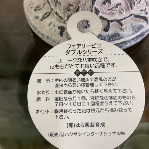 シクラメンフェアリーピコ・ダブルのプランツギャザリング・寄せ植え