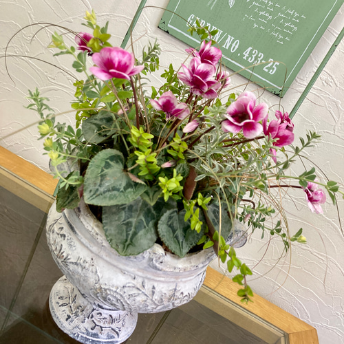シクラメンフェアリーピコ・ダブルのプランツギャザリング・寄せ植え