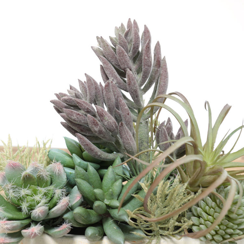 造花 多肉植物とエアプランツの寄せ植えアレンジメント フェイク