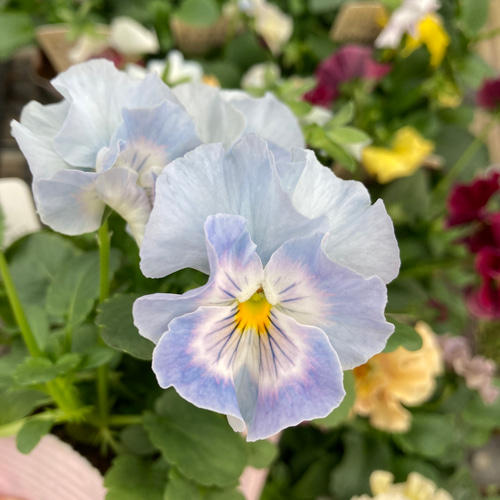 6ポットセット＊シエルブリエ＊フリル咲パンジー＊大人気