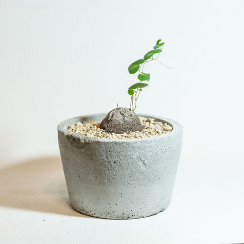 亀甲竜 × Cement pot　Incomplete pot No.082 亀甲竜 × Incomplete pot セメント鉢 /