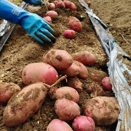 干し大根　訳あり　40kg 訳あり/【10種類の乾燥野菜MIX100gと切り干し大根40g】無添加 無着色