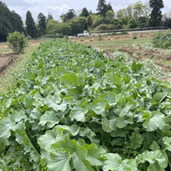 \訳あり/【10種類の乾燥野菜MIX100gと切り干し大根40g】無添加 無着色 6枚目の画像