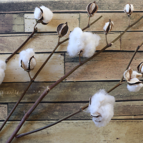 コットンフラワー12個/綿花/綿の実 枝付き3or4本 その他素材