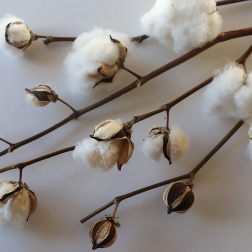 コットンフラワー12個/綿花/綿の実 枝付き3or4本 その他素材 lemon