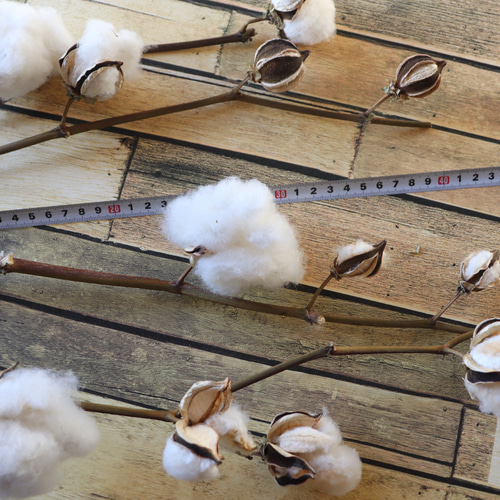 綿花 コットンフラワー ふわもこコットンフラワー ホワイト 3本 | 新鮮お花問屋 Jp-Farmers.com