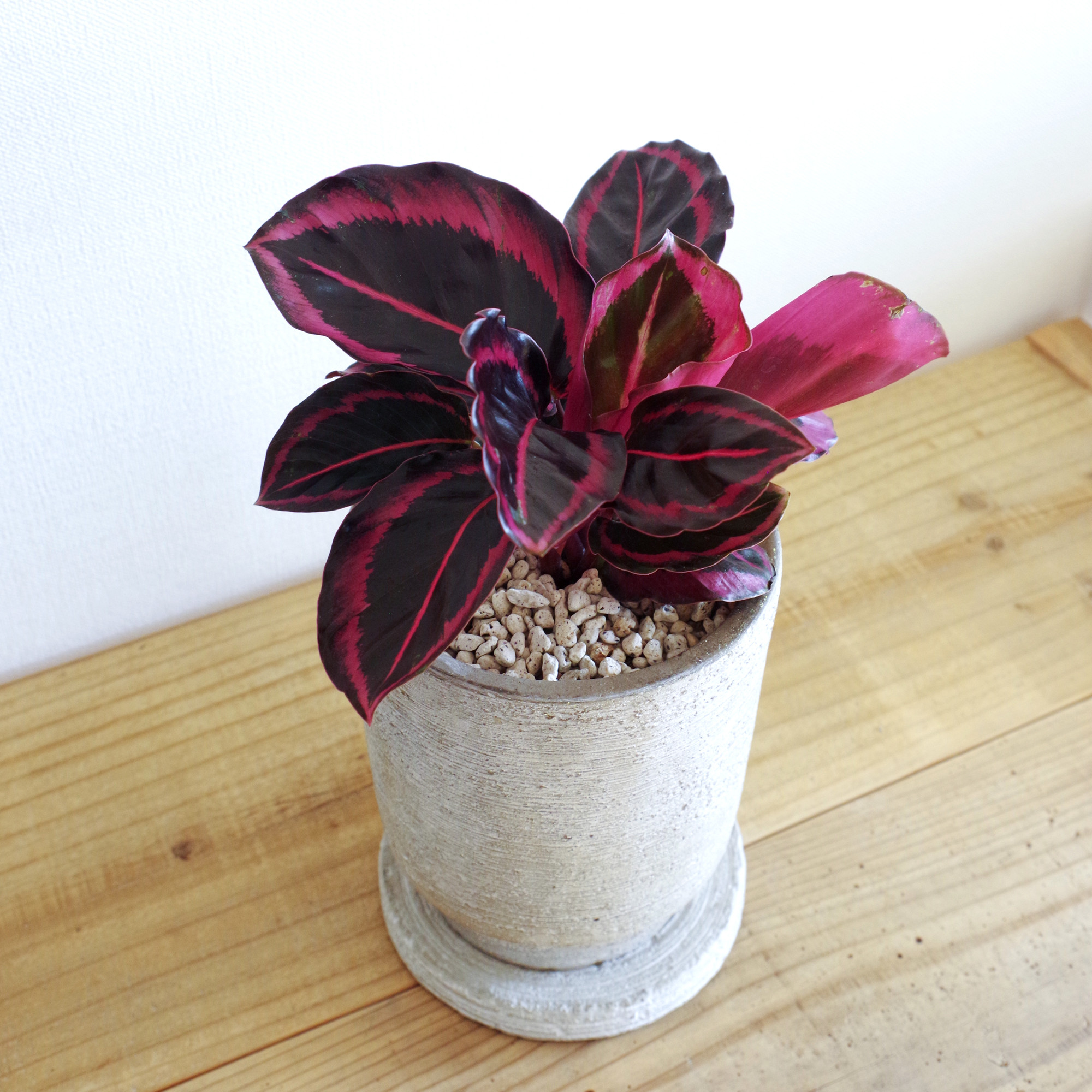 約107cm M 【残り1点！】人工観葉植物 レッドグラス