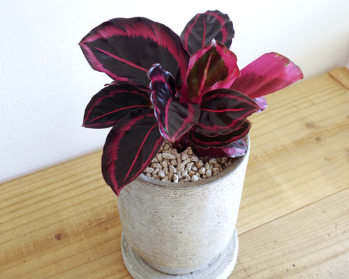 bb0a5e3858a65e6fecbcc603961c03