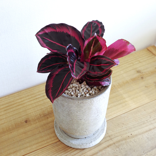 【残り1点！】人工観葉植物 レッドグラス M 約107cm 残り1点！】人工観葉植物 レッドグラス M 約107cm