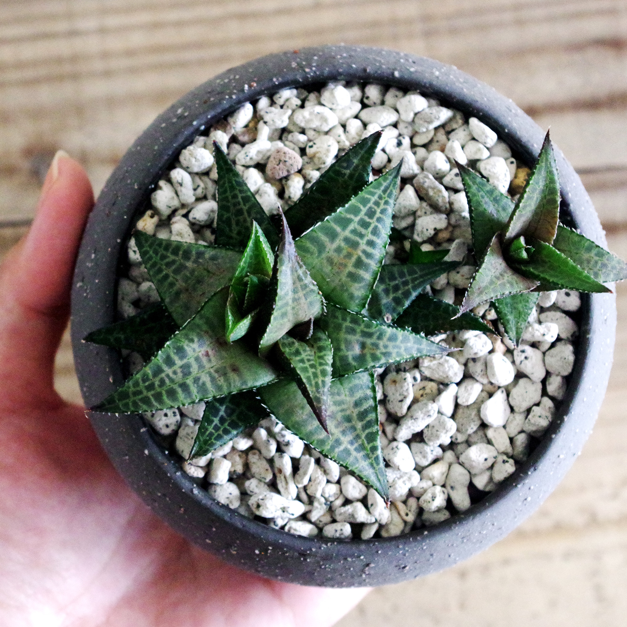 ハオルチア　ベノーサ　抜き苗