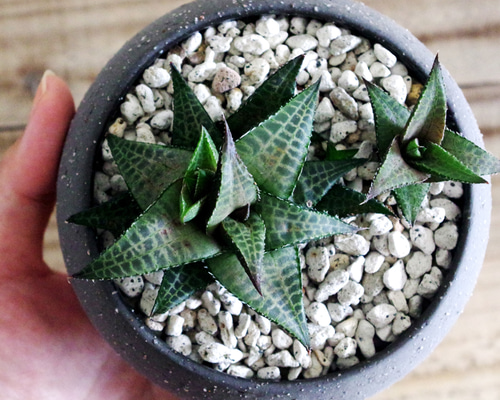 ハオルチア ヴェノーサ / ブラックPOT / 多肉植物 一点物 多肉植物 梺