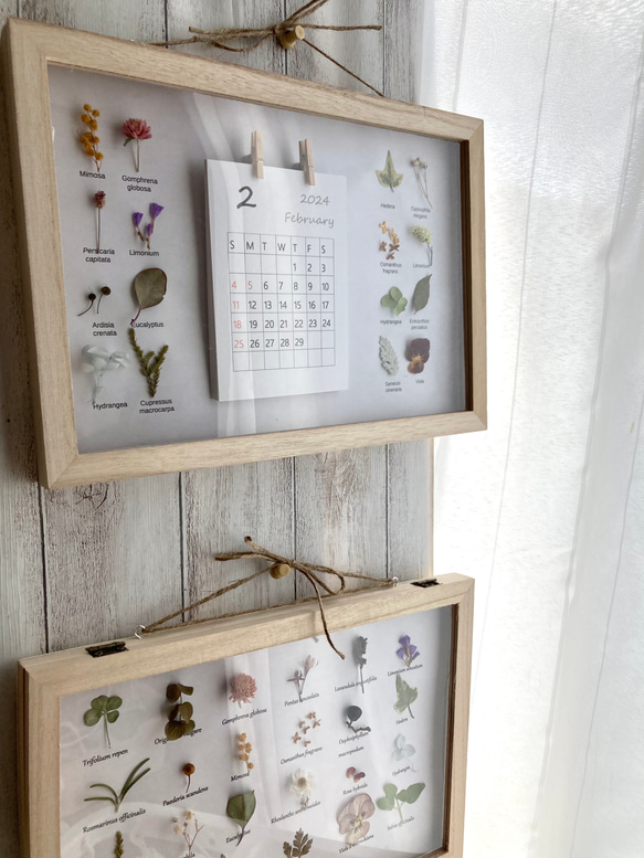 始まり選べる草花の2024カレンダー植物標本　飾れるカレンダー　壁掛けカレンダー　おしゃれカレンダー 2枚目の画像