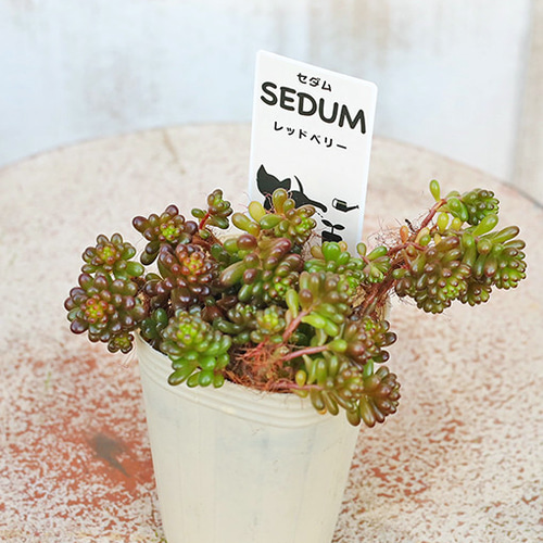 多肉植物 セダム 苗 2.5号(7.5cm)ポット 育てやすい 乾燥に強い