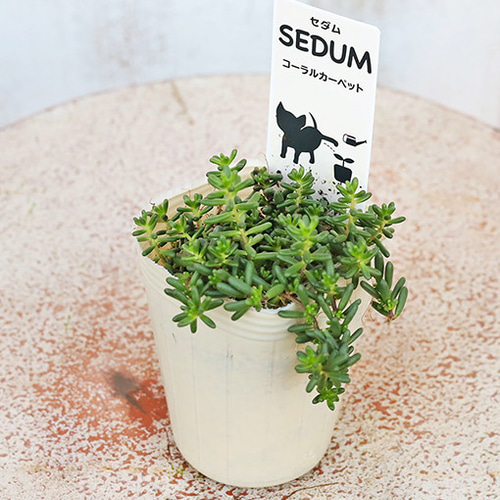 多肉植物 セダム 苗 2.5号(7.5cm)ポット 育てやすい 乾燥に強い