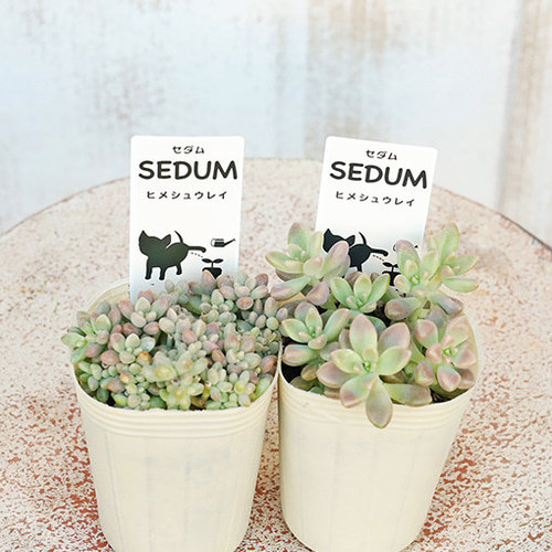 育てやすいセダム☆ 多肉植物 セダム 苗 2.5号(7.5cm)ポット 育てやすい 乾燥に強い