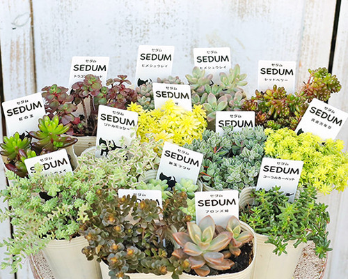 真一郎  多肉植物。赤ちゃん苗30個以上＆セダムs 真一郎様専用 多肉植物。赤ちゃん苗30個以上＆セダムs 多肉詰め合わせ