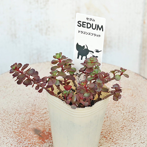 育てやすいセダム☆ 多肉植物 セダム 苗 2.5号(7.5cm)ポット 育てやすい 乾燥に強い