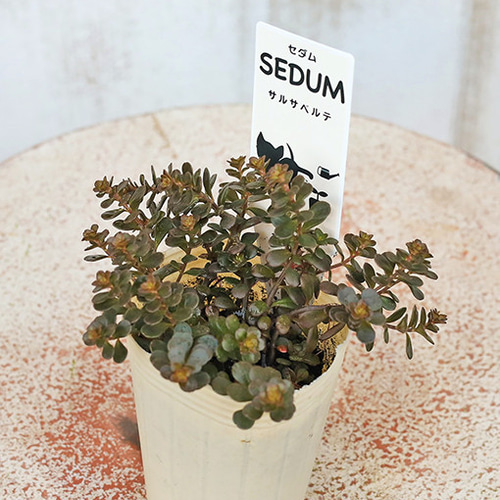 育てやすいセダム☆ 多肉植物 セダム 苗 2.5号(7.5cm)ポット 育てやすい 乾燥に強い