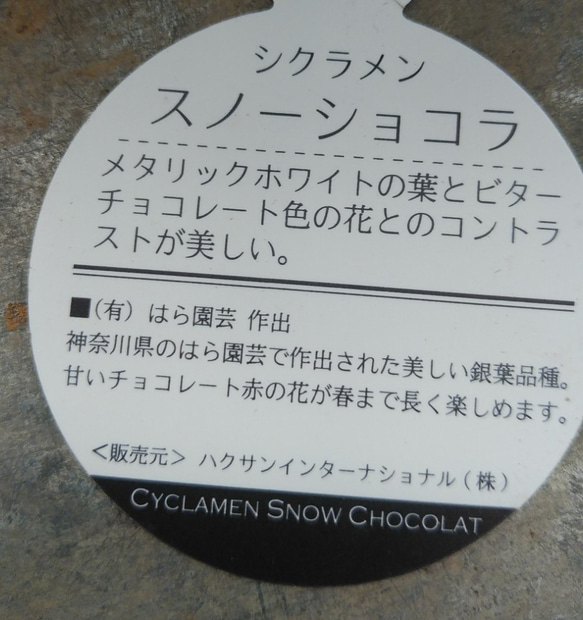 ガーデンシクラメン　スノーショコラ　ワイン　５号鉢　　 10枚目の画像