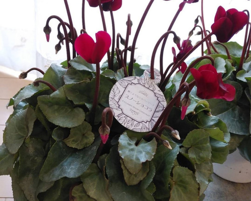 ガーデンシクラメン スノーショコラ ワイン 5号鉢 その他インテリア