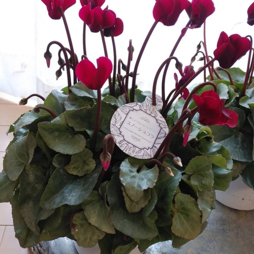 ガーデンシクラメン スノーショコラ ワイン 5号鉢 その他インテリア