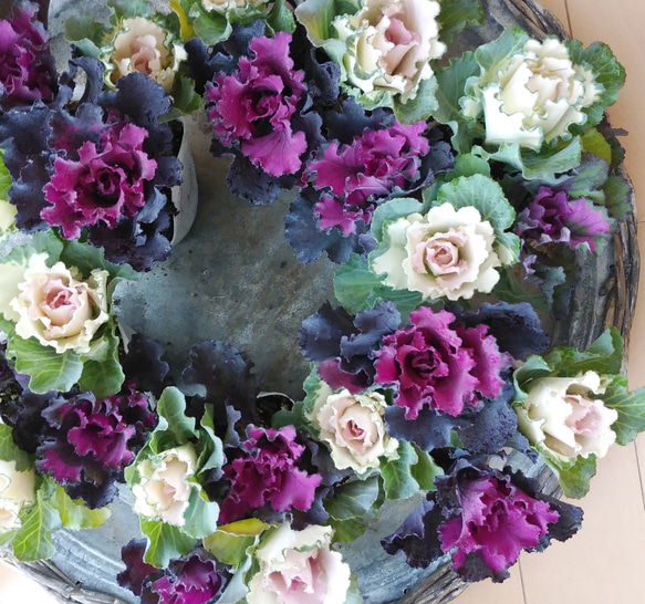 葉牡丹 ジュエリーシリーズ twin 3ポットセット その他インテリア雑貨