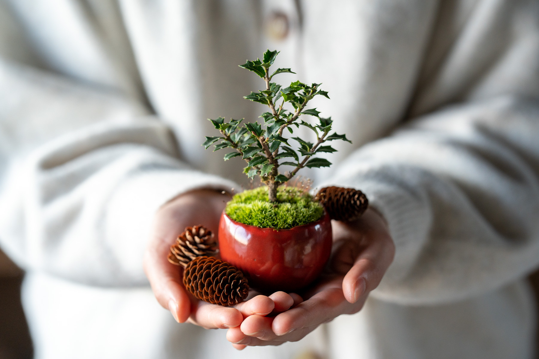 ヒイラギ：香り姫｜M｜赤硝子のうつわ【受け皿セット】