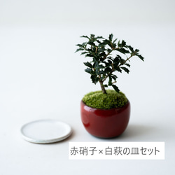 ヒイラギ：香り姫｜赤硝子のうつわ【白萩の皿セット】 3枚目の画像