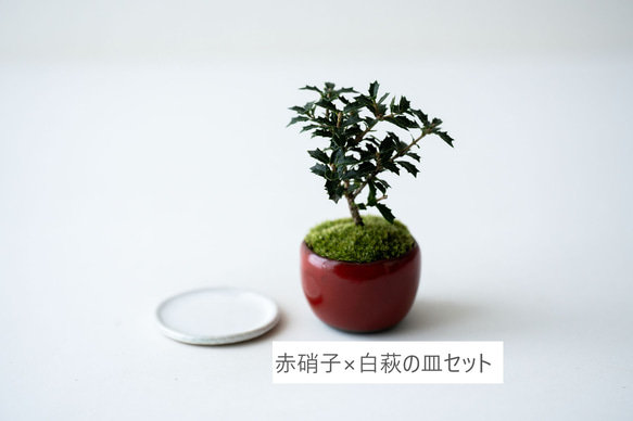 ヒイラギ：香り姫｜赤硝子のうつわ【白萩の皿セット】 3枚目の画像