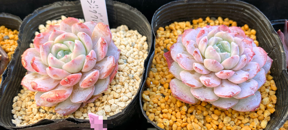 【SALE】アメイジンググレイス　韓国苗　多肉植物 2枚目の画像