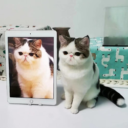 【オーダーメイドペット】羊毛フェルト、うちの子　猫ぬいぐるみ、フェルト猫、羊毛猫、肖像画、犬猫人形 プレゼントやギフトに 1枚目の画像