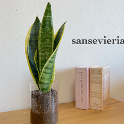 手軽に植物を！サンセベリア　ハイドロカルチャー　観葉植物　お部屋のインテリアに！3 1枚目の画像